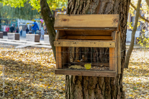 Bird and squirrel feeder hanging on a tree in the park