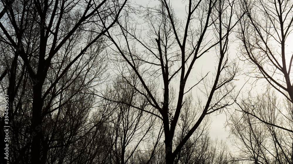 Obraz premium Silhoutte of the canopy of deciduous trees in a field in wetland under a cloudy sky in sunlight in autumn, Almere, Flevoland, The Netherlands, November 22, 2020