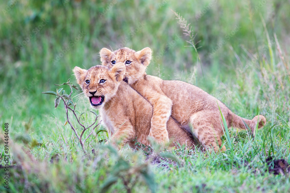Lion cubs together, Kenya Lion cubs together, Kenya