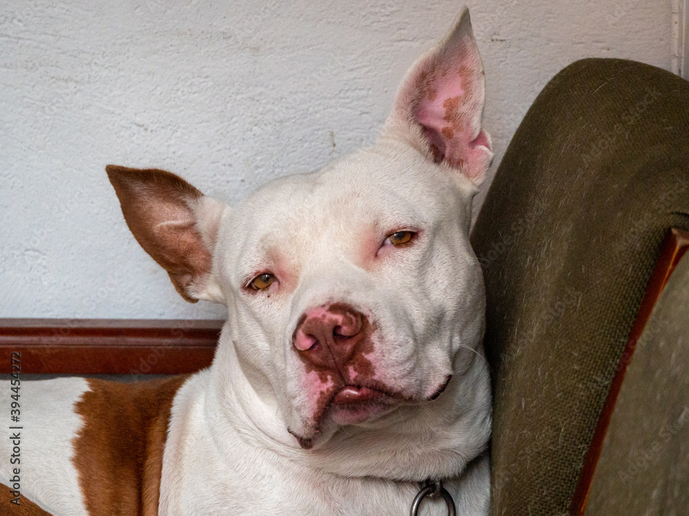 White American Bulldog with a Sad Look is Sitting on a Chair in a Corner