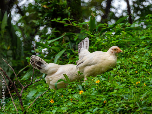 White Chickens Climbing the Grass-Filled Mountain