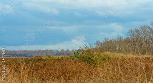 Reed along the edge of a lake in wetland under a blue cloudy sky in sunlight in autumn, Almere, Flevoland, The Netherlands, November 22, 2020