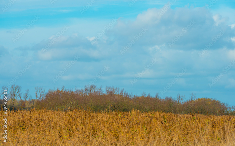 Obraz premium Reed along the edge of a lake in wetland under a blue cloudy sky in sunlight in autumn, Almere, Flevoland, The Netherlands, November 22, 2020