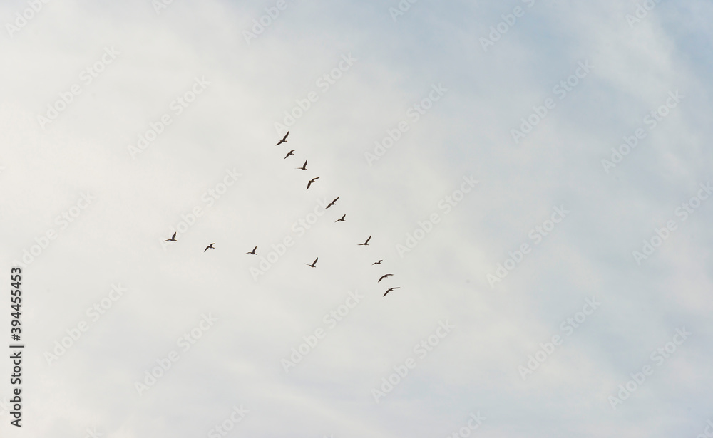 Flock of geese flying in a blue cloudy sky in bright sunlight over wetland in autumn, Almere, Flevoland, The Netherlands, November 22, 2020 Flock of geese flying in a blue cloudy sky in bright sunlight over wetland in autumn, Almere, Flevoland, The Netherlands, November 22, 2020
