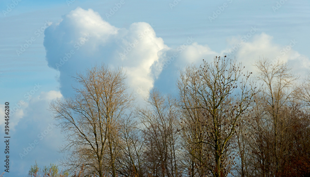 Silhoutte of the canopy of deciduous trees in a field in wetland under a cloudy sky in sunlight in autumn, Almere, Flevoland, The Netherlands, November 22, 2020 Silhoutte of the canopy of deciduous trees in a field in wetland under a cloudy sky in sunlight in autumn, Almere, Flevoland, The Netherlands, November 22, 2020