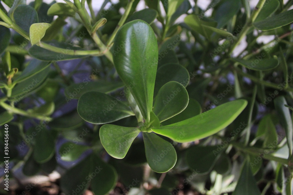 Obraz premium Leaf green