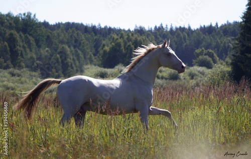 Cremello Akhal-Teke stallion running in the summer free. Animal in motion.