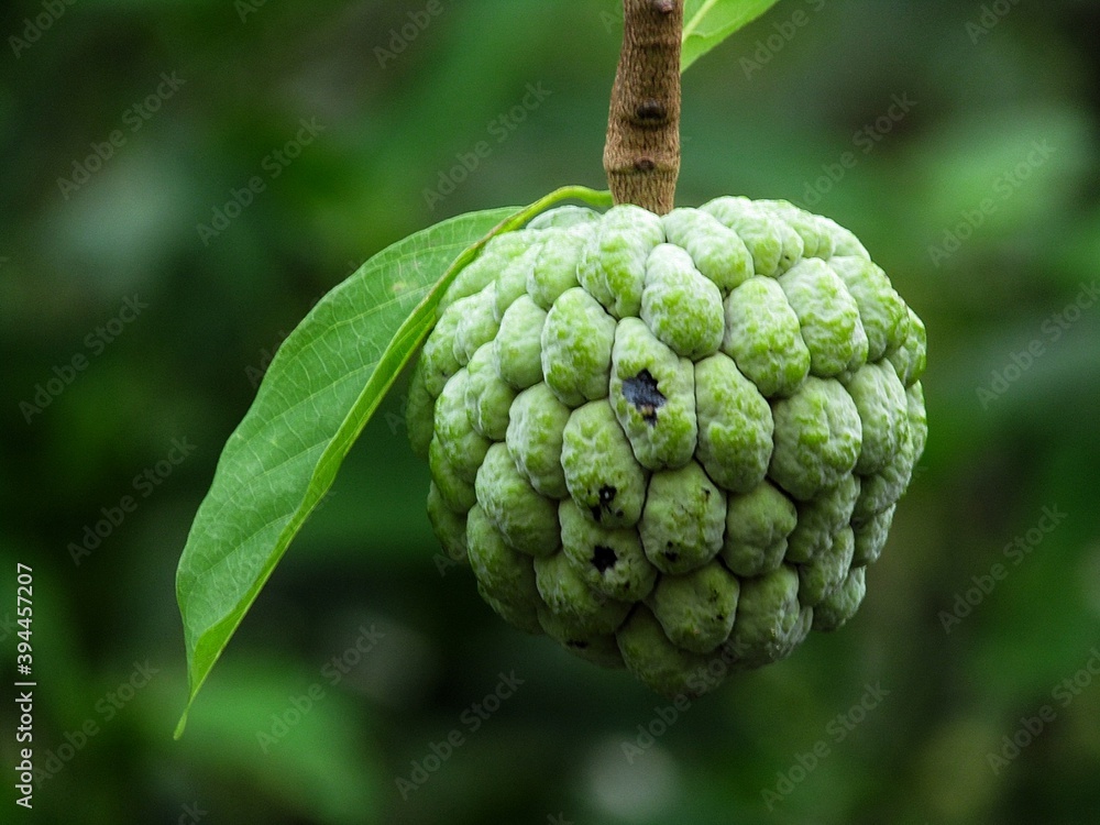 Obraz premium Sugar apple 