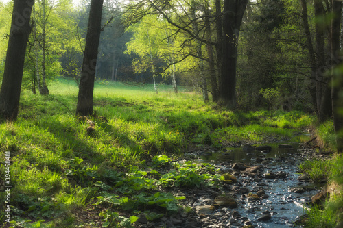 Wallpaper Mural Flowing stream on the spring forest Torontodigital.ca