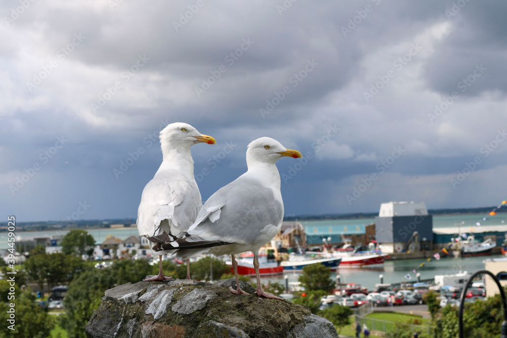 Two seagulls on a stone wall. Howth. Ireland Two seagulls on a stone wall. Howth. Ireland
