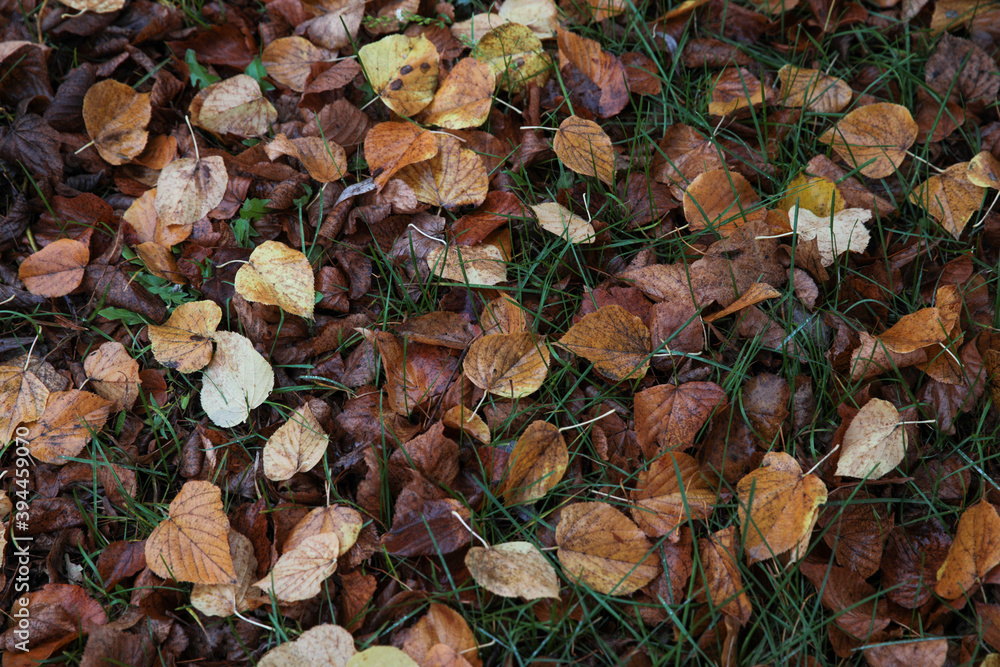 Autumn small leaves are scattered on the grass and ground in autumn on a rainy cloudy autumn day.