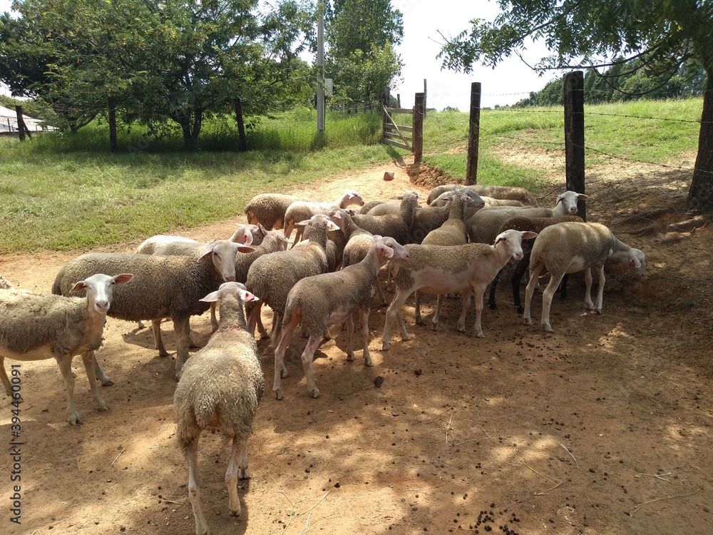 flock of sheep in a field