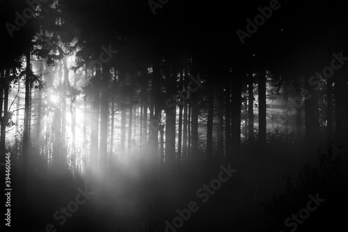 sunlight through misty forest trees Black & White