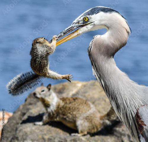 Fotografie great blue heron hunting a baby squirrel as her mother watching
