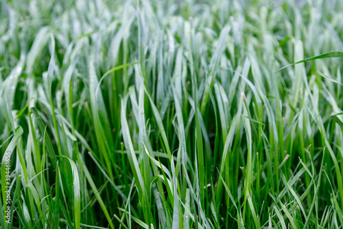 Close up Green grass background