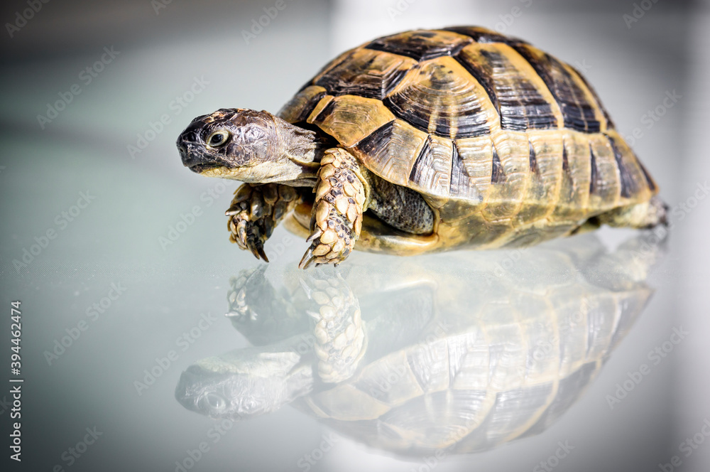 Obraz premium Close up turtle with reflection on the glass, selective focus