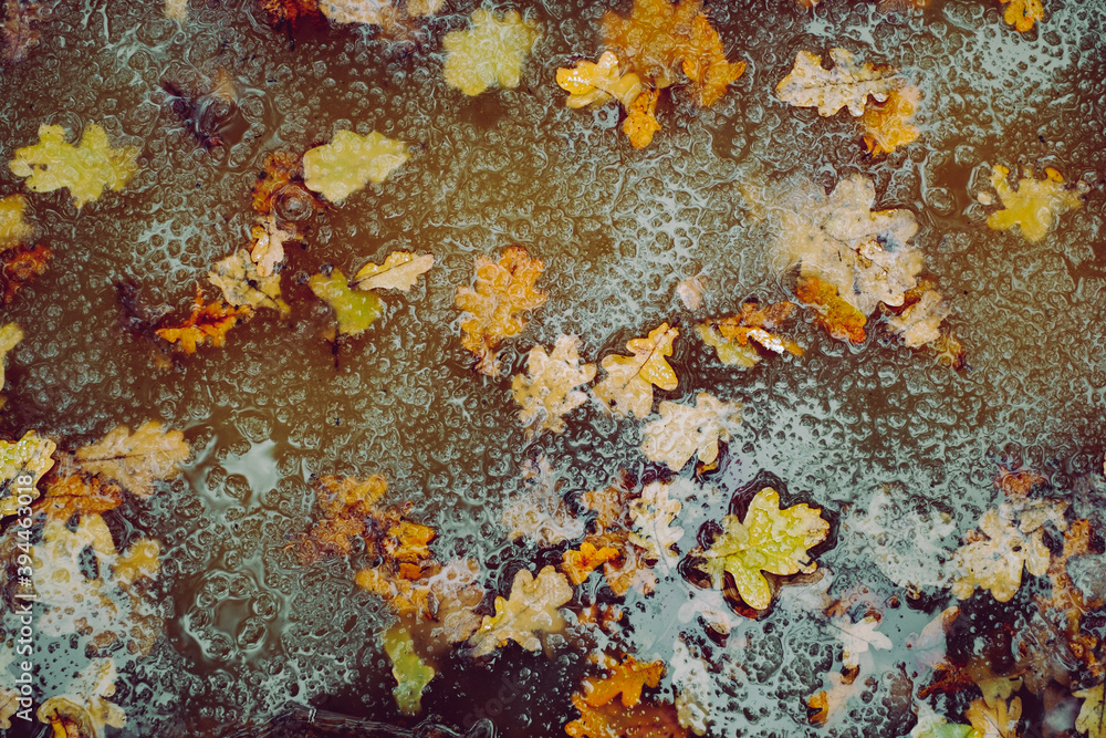 fallen autumn leaves in water with melted snow fallen autumn leaves in water with melted snow