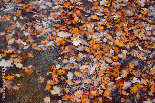 fallen autumn leaves in water with melted snow