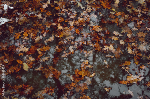 fallen autumn leaves in water with melted snow