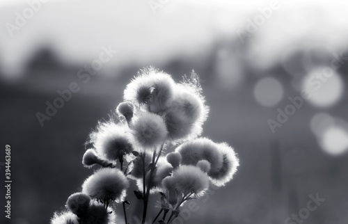 Wallpaper Mural Flowering meadow  Black & White Torontodigital.ca