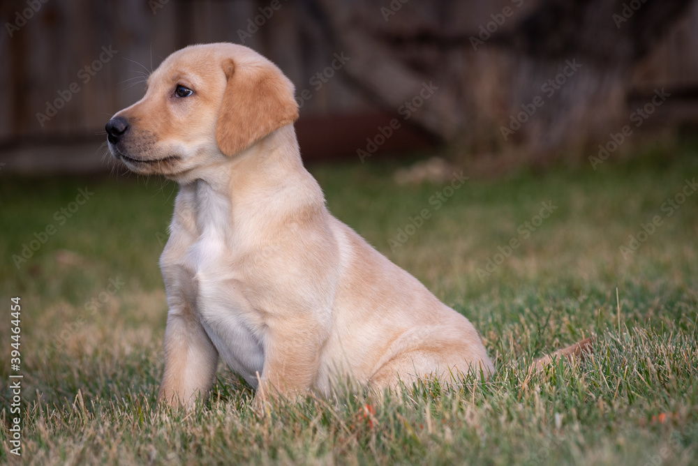 yellow lab puppy