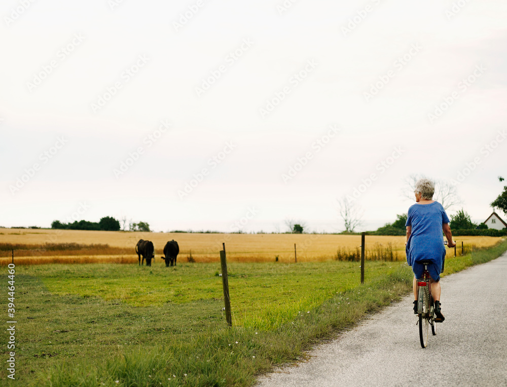 Older woman cycling and looking at cows, Denmark Older woman cycling and looking at cows, Denmark