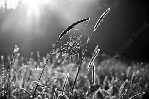 Web of a spider against sunrise in the field covered fogs Black & White