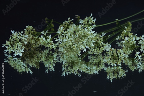 Wild carrot flowers white and green reflection on dark background białe kwiaty dzikiej marchwi odbicie lustrzane