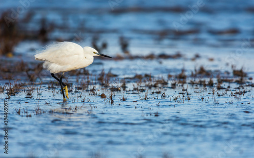 Little Egret (Egretta garzetta) in environment at low tide