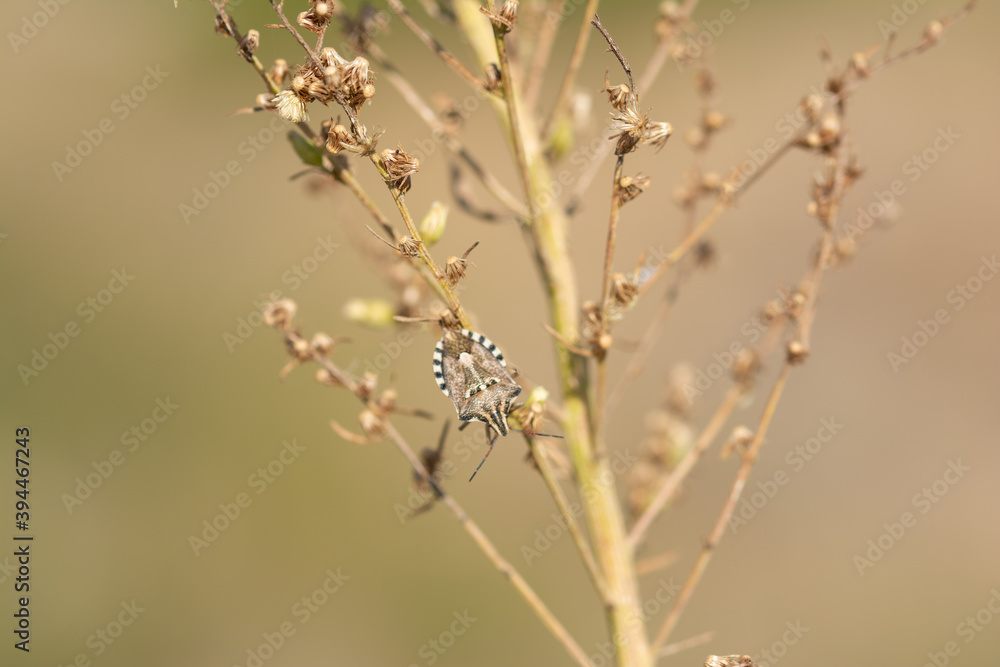Insecto Insecto