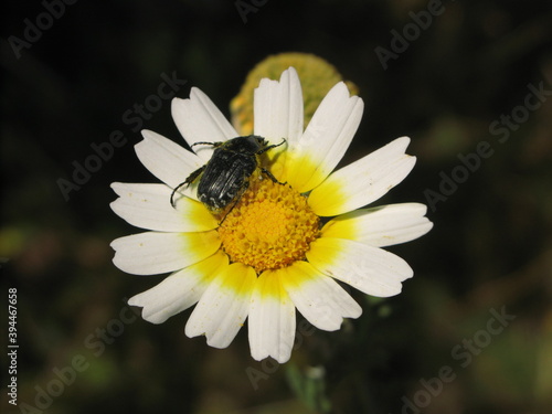Crown daisy  Glebionis coronaria  - black beetle on garland chrysanthemum flower  Ibiza  Spain
