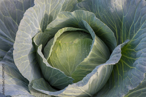 Fresh green cabbage head