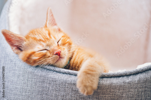 Fotografiet Cute little ginger kitten in the collar sleeps on white soft cat bedding