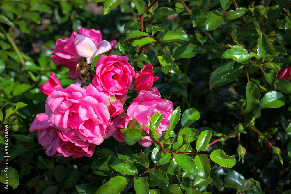 Beautiful bush of garden pink roses