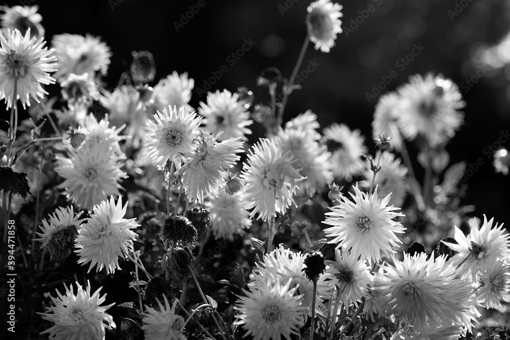 custom made wallpaper toronto digitalFlowering meadow  Black & White