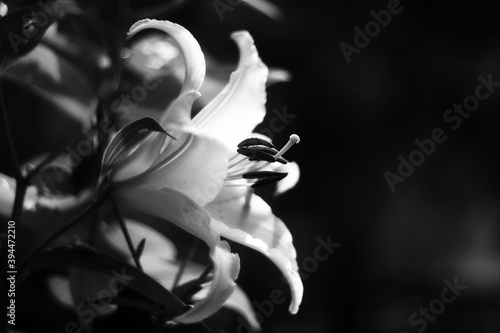 Lily flower close up Black   White