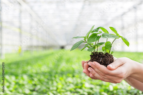 Φωτογραφία Hands of female botanist holding seedling in plant nursery