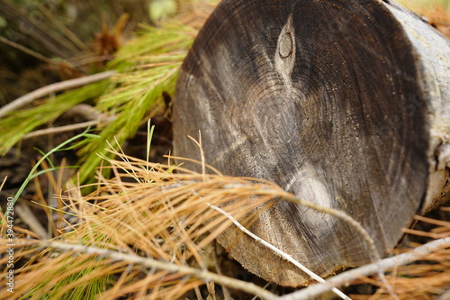 Tronco en naturaleza