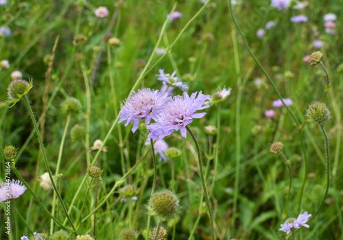 In nature, Knautia arvensis grows among grasses