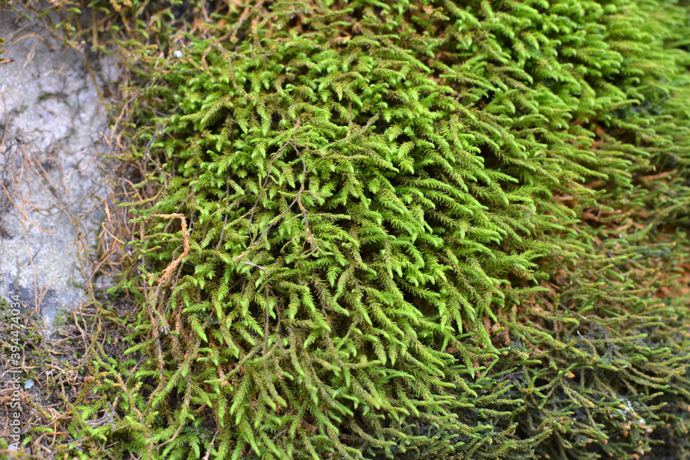 Anomodon moss grows on the stone in the forest Anomodon moss grows on the stone in the forest