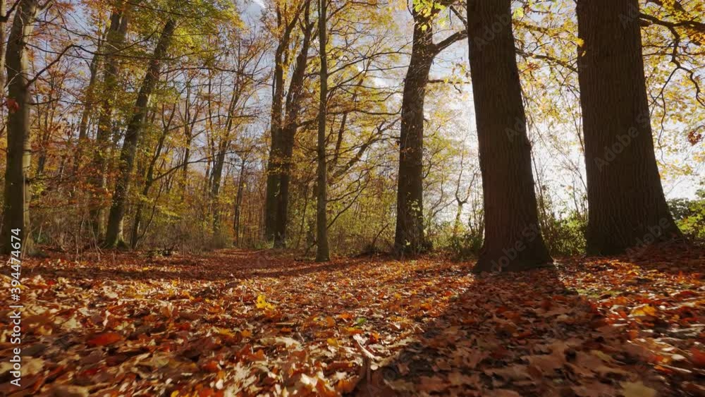 walking in a forest in autumn with a lot of foliage at the ground and the sun in the trees walking in a forest in autumn with a lot of foliage at the ground and the sun in the trees