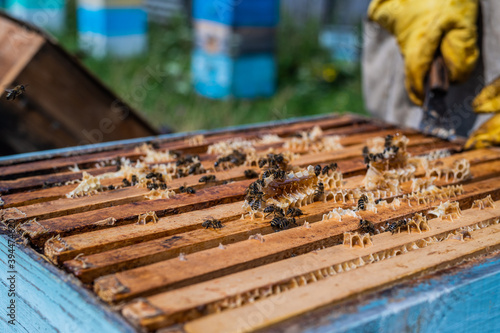 Close up view of the opened hive showing frames populated by honey bees. Honey bees crawl in an open hive on honeycomb wooden honeycombs doing teamwork.