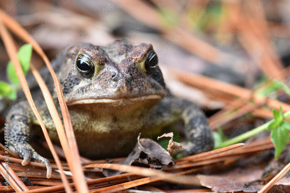 Obraz premium toad close-up on the ground