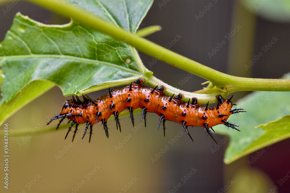 Naklejka premium close up of orange caterpillar