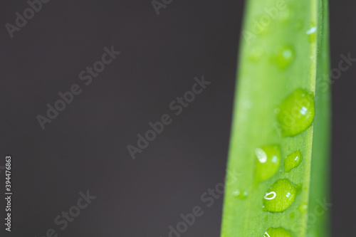 Dew on leaf of succulent plant. Morning dew on succulent plant with fresh effects
