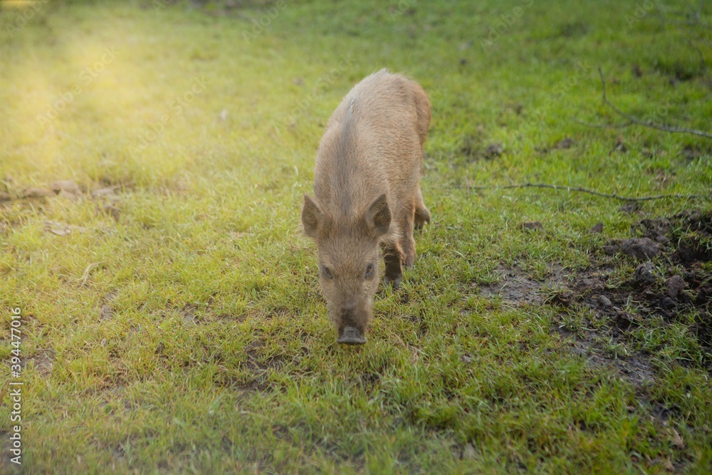 Wild small pig contentedly grazing on grass Wild small pig contentedly grazing on grass