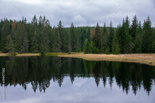 Polecka reservoir and mirroring of trees at Bohemian forest, Czech republic