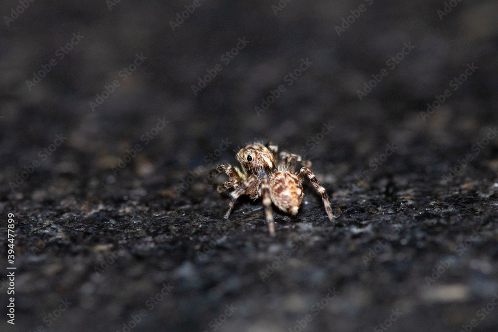 Jumping spider macro, insect details. Home wildlife safari, shot naturalistic pictures at home. Jumping spider macro, insect details. Home wildlife safari, shot naturalistic pictures at home.