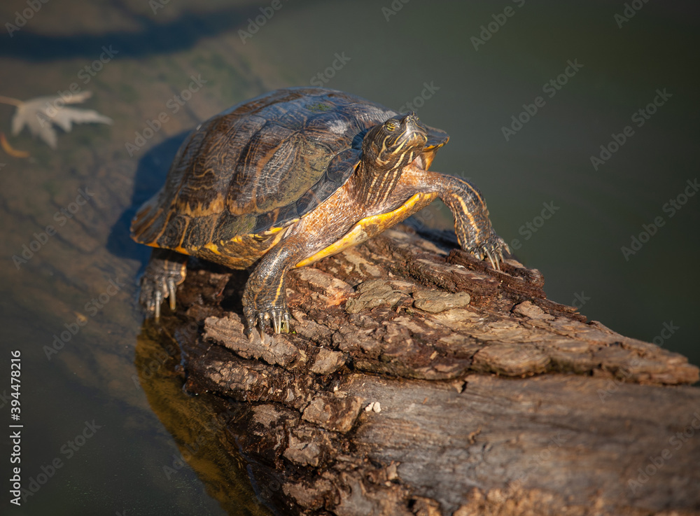 Obraz premium Turtle on a tree log