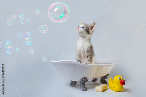 Quadro su tela tabby kitten sits in a toy bathtub next to a bar of soap and a yellow rubber duc